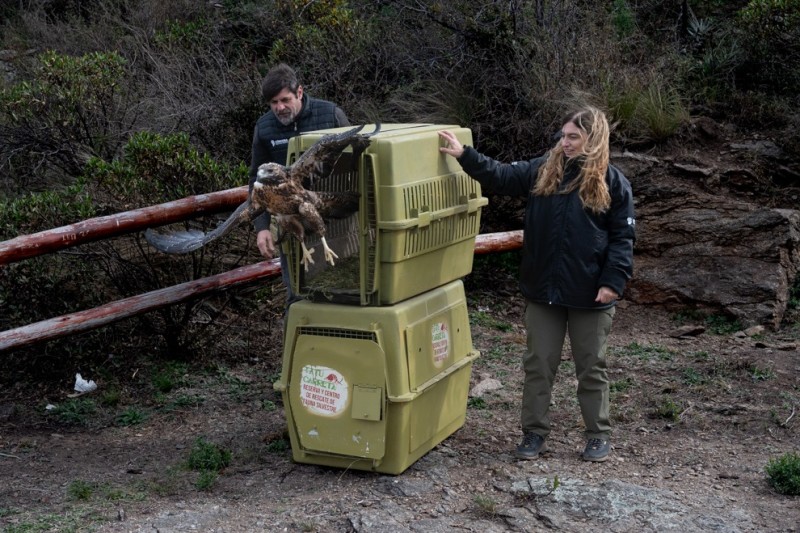 La Policía Ambiental realizó una importante liberación de fauna silvestre en el departamento Pocho