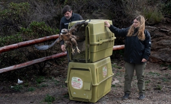 La Policía Ambiental realizó una importante liberación de fauna silvestre en el departamento Pocho
